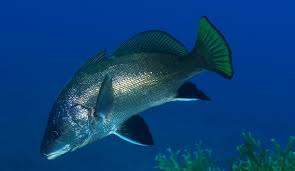 Image result for Sciaena umbra