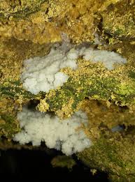 Attēlu rezultāti vaicājumam “Stemonaria irregularis”