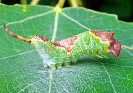 Attēlu rezultāti vaicājumam “Furcula bifida”