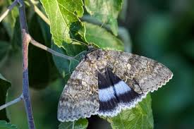 Attēlu rezultāti vaicājumam “Catocala fraxini”