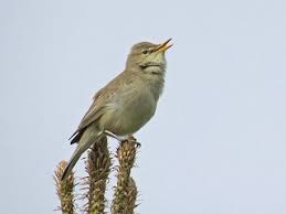 Image result for Hippolais pallida