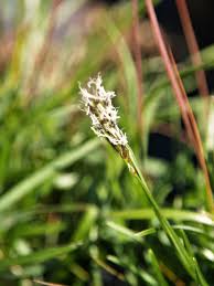 Attēlu rezultāti vaicājumam “Sesleria caerulea leaf”