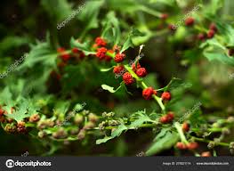 Image result for chenopodium foliosum