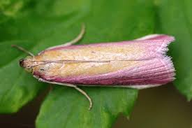 Attēlu rezultāti vaicājumam “Oncocera semirubella”