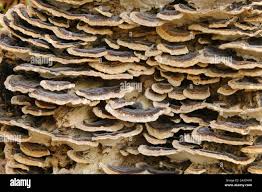 Attēlu rezultāti vaicājumam “Ceriporiopsis aneirina”