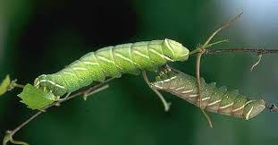 Attēlu rezultāti vaicājumam “Endromis versicolora”