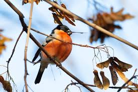 Attēlu rezultāti vaicājumam “Pyrrhula pyrrhula male”