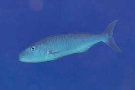 Image result for Aprion virescens