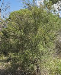 Attēlu rezultāti vaicājumam “Trichia ambigua”