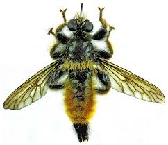 Attēlu rezultāti vaicājumam “Laphria gibbosa”