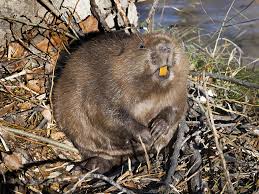 Image result for Castor fiber