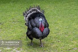 Attēlu rezultāti vaicājumam “Meleagris male”