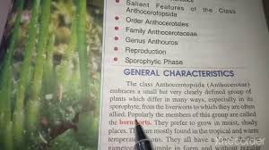 Attēlu rezultāti vaicājumam “Anthocerotopsida”