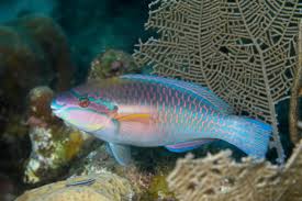 Image result for Scarus taeniopterus