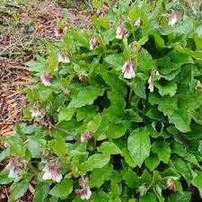 Attēlu rezultāti vaicājumam “Symphytum grandiflorum”