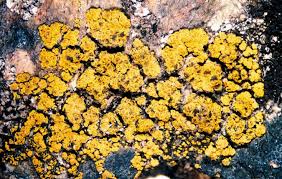 Attēlu rezultāti vaicājumam “Candelariella sp.”