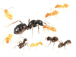 Attēlu rezultāti vaicājumam “Lasius fuliginosus”