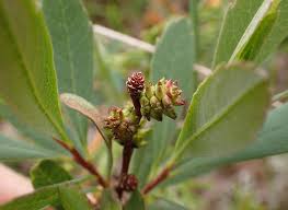 Attēlu rezultāti vaicājumam “Myrica gale leaf”