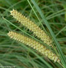 Attēlu rezultāti vaicājumam “Carex rostrata”
