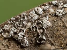 Attēlu rezultāti vaicājumam “Diderma ochraceum sessile”