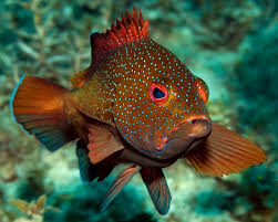 Image result for Cephalopholis fulva