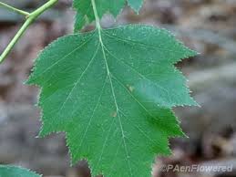 Attēlu rezultāti vaicājumam “Crataegus x macrocarpa leaf”