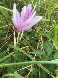 Attēlu rezultāti vaicājumam “Colchicum autumnale”