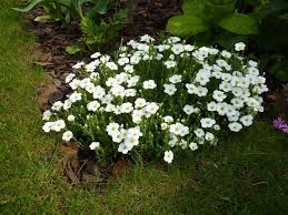 Attēlu rezultāti vaicājumam “Arenaria procera leaf”