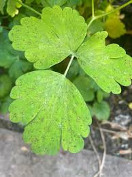 Attēlu rezultāti vaicājumam “Aquilegia vulgaris leaf”