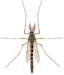 Attēlu rezultāti vaicājumam “Chironomidae imago”