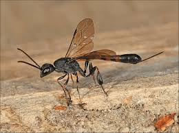 Attēlu rezultāti vaicājumam “Gasteruption jaculator imago”