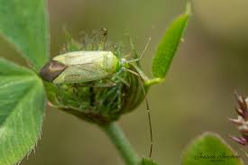 Attēlu rezultāti vaicājumam “Adelphocoris quadripunctatus”