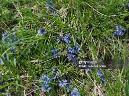 Attēlu rezultāti vaicājumam “Polygala vulgaris flower”