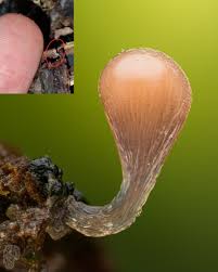 Attēlu rezultāti vaicājumam “Hemitrichia decipiens spores”