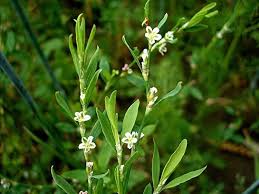 Attēlu rezultāti vaicājumam “Polygonum arenastrum flower”