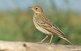 Attēlu rezultāti vaicājumam “Anthus trivialis adult”