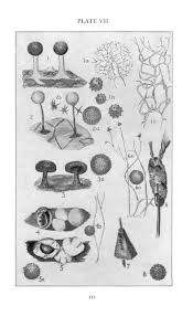 Attēlu rezultāti vaicājumam “Badhamia lilacina sessile”