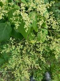 Attēlu rezultāti vaicājumam “Syringa reticulata subsp. amurensis”
