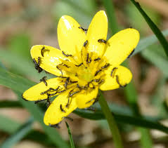 Attēlu rezultāti vaicājumam “Meloe sp. larva”