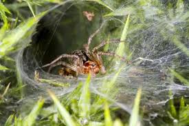 Attēlu rezultāti vaicājumam “Agelena labyrinthica”