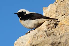 Image result for Oenanthe hispanica