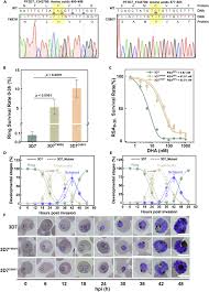 Attēlu rezultāti vaicājumam “Dianema depressum plasmodium”