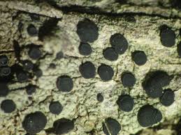 Attēlu rezultāti vaicājumam “Lecidella elaeochroma”