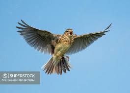 Attēlu rezultāti vaicājumam “Alauda arvensis adult”