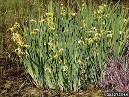 Attēlu rezultāti vaicājumam “Iris pseudacorus flower”