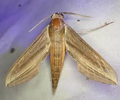 Attēlu rezultāti vaicājumam “Sphingidae”