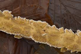 Attēlu rezultāti vaicājumam “Stereum hirsutum”