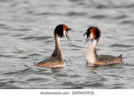 Attēlu rezultāti vaicājumam “Podiceps cristatus adult”