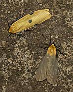 Attēlu rezultāti vaicājumam “Lithosia quadra male”