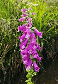 Image result for Fingerhut rot